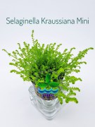 Selaginella Kraussiana Mini